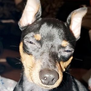 Meet your Posher, Sylvia